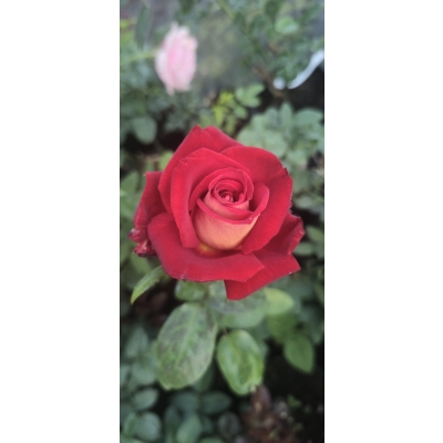 Róża szczepiona NA PNIU QUEEN OF RED